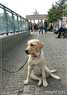 Joyful Lab's Carry Back Boy