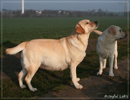 Hanna - Rosefair Joyful Girl