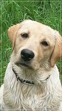 Joyful Lab's Carry Back Boy