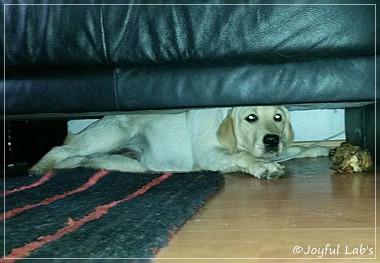 Joyful Lab's Carry Back Boy