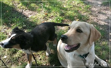 Joyful Lab's Carry Back Boy