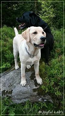 Joyful Lab's Carry Back Boy