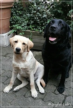 Joyful Lab's Carry Back Boy