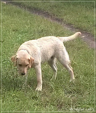 Joyful Lab's Carry Back Boy