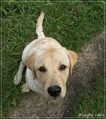 Joyful Lab's Carry Back Boy