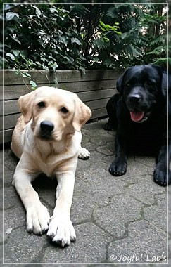 Joyful Lab's Carry Back Boy