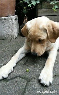 Joyful Lab's Carry Back Boy