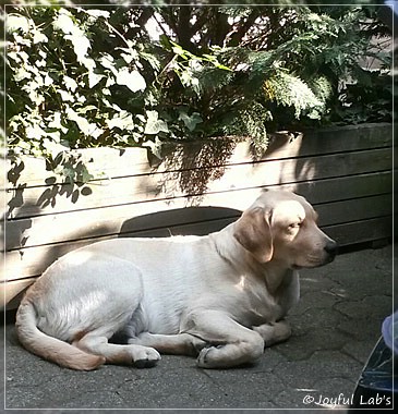 Joyful Lab's Carry Back Boy