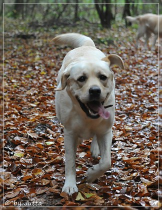 Joyful Lab's Classic Girl