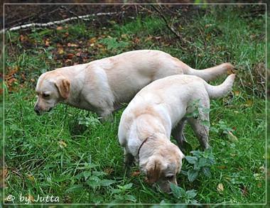 Joyful Lab's Cheeky Girl & Classic Girl