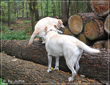 Joyful Lab's Cheeky Girl & Classic Girl