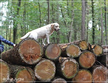 Joyful Lab's Classic Girl