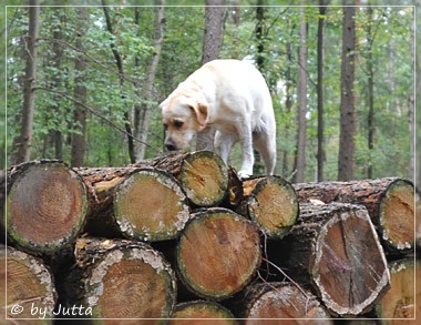 Joyful Lab's Classic Girl