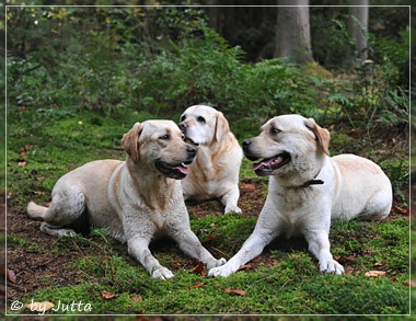 Joyful Lab's Cheeky Girl & Classic Girl