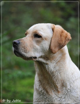 Joyful Lab's Cheeky Girl