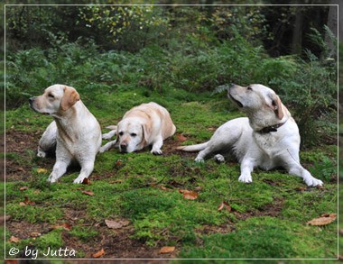 Joyful Lab's Cheeky Girl & Classic Girl