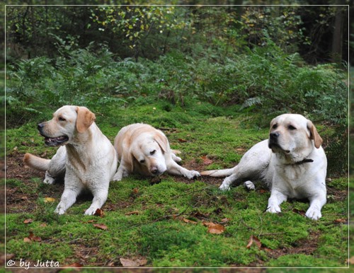 Joyful Lab's Cheeky Girl & Classic Girl