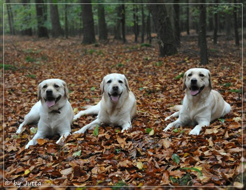 Joyful Lab's Cheeky Girl & Classic Girl