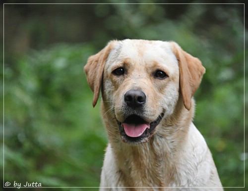 Joyful Lab's Cheeky Girl