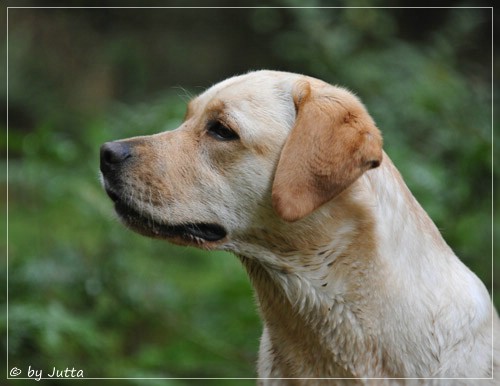 Joyful Lab's Cheeky Girl