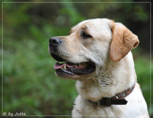 Joyful Lab's Classic Girl