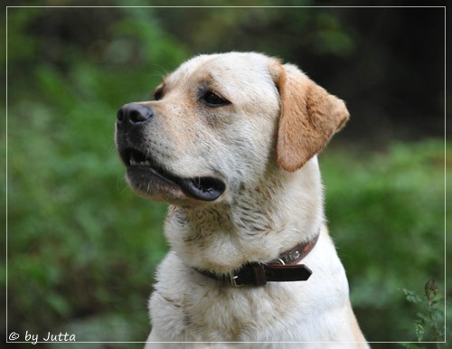 Joyful Lab's Classic Girl