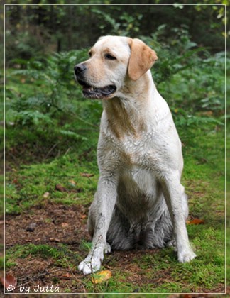 Joyful Lab's Cheeky Girl