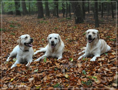 Joyful Lab's Cheeky Girl & Classic Girl