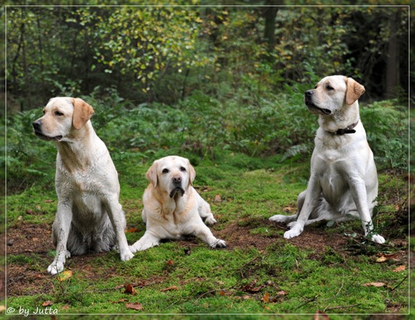 Joyful Lab's Cheeky Girl & Classic Girl