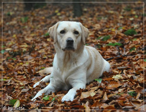 Joyful Lab's Cheeky Girl