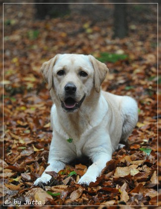 Joyful Lab's Cheeky Girl