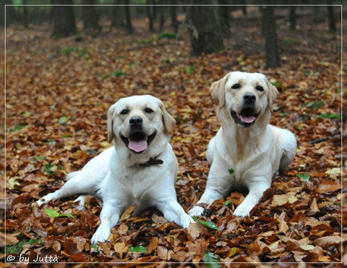 Joyful Lab's Cheeky Girl & Classic Girl