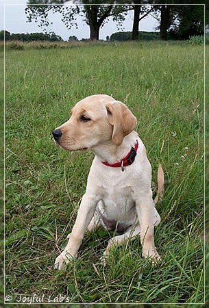 Joyful Lab's Destiny Boy