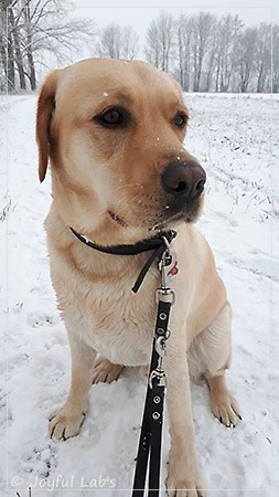 Joyful Lab's Destiny Boy