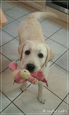 Joyful Lab's Checker Boy