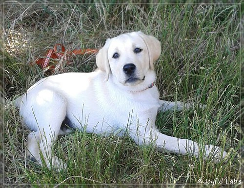 Joyful Lab's Checker Boy