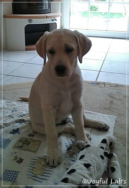 Joyful Lab's Checker Boy