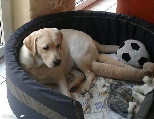 Joyful Lab's Checker Boy