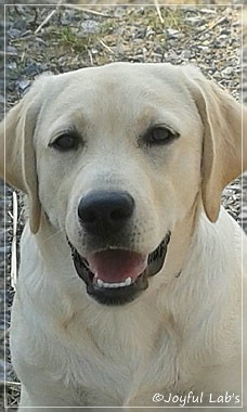 Joyful Lab's Checker Boy