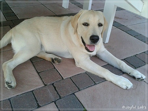 Joyful Lab's Checker Boy