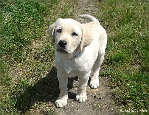 Joyful Lab's Checker Boy