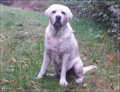 Joyful Lab's Bombastic Boy