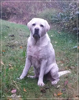 Joyful Lab's Bombastic Boy