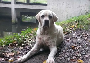 Joyful Lab's Bombastic Boy