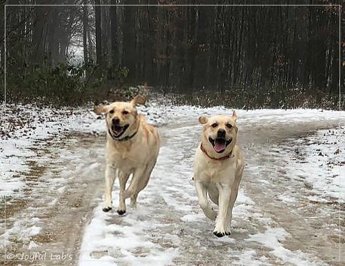 Joyful Lab's Cheeky Girl & Classic Girl