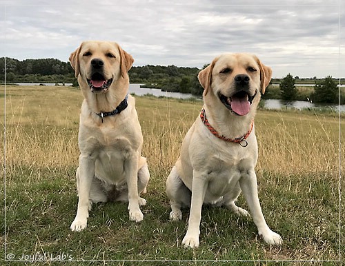 Joyful Lab's Cheeky Girl & Classic Girl