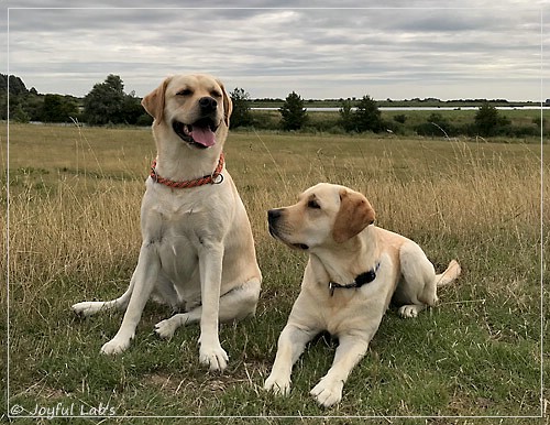 Joyful Lab's Cheeky Girl & Classic Girl