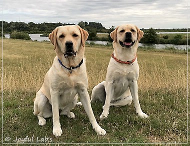 Joyful Lab's Cheeky Girl & Classic Girl