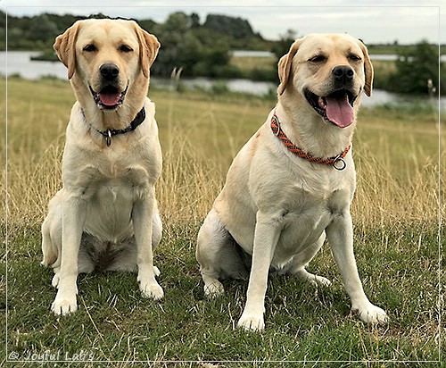 Joyful Lab's Cheeky Girl & Classic Girl