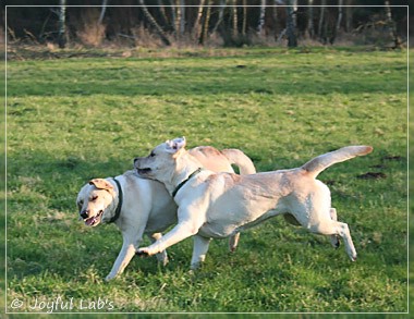 Joyful Lab's Classic Girl & Cuddly Girl